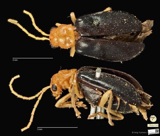 Hoplosaenidea abdominalis•&copy; Ang Yuchen•CC BY 4.0