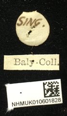 Hoplosaenidea abdominalis•All Rights ReservedMuseum Label