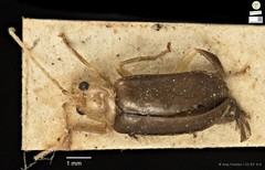 Hoplosaenidea abdominalis•&copy; Ang Yuchen•CC BY 4.0