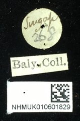 Hoplosaenidea abdominalis•All Rights ReservedMuseum Label