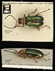 Hoplosaenidea capitata•&copy; Ang Yuchen•CC BY 4.0