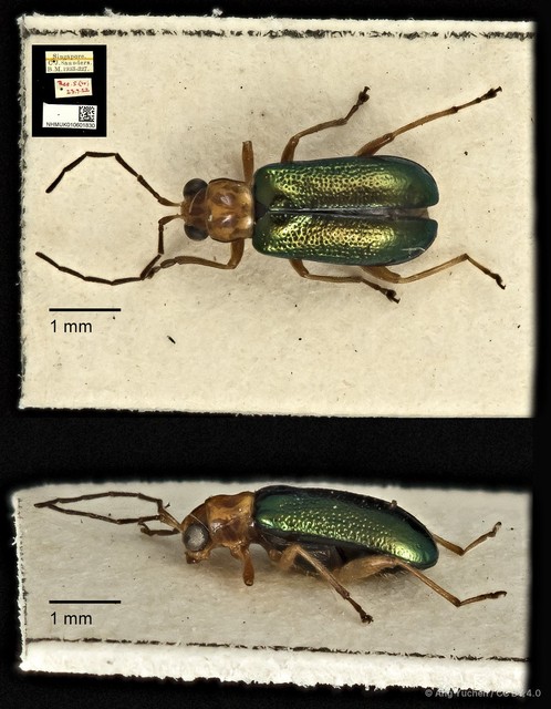 Hoplosaenidea capitata•&copy; Ang Yuchen•CC BY 4.0