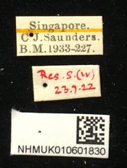 Hoplosaenidea capitata•All Rights ReservedMuseum Label