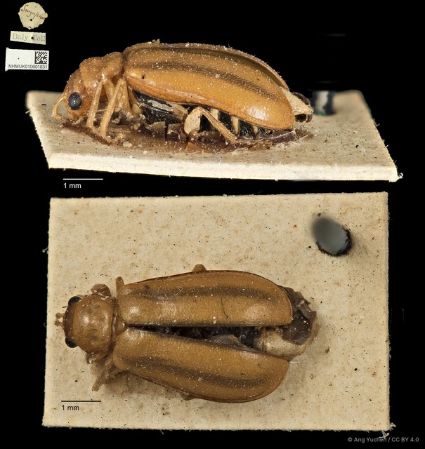 Hoplosaenidea fuscolineata•&copy; Ang Yuchen•CC BY 4.0