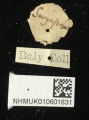 Hoplosaenidea fuscolineata•All Rights ReservedMuseum Label