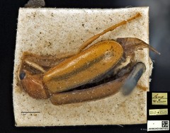 Hoplosaenidea fuscolineata•&copy; Ang Yuchen•CC BY 4.0