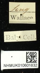 Hoplosaenidea fuscolineata•All Rights ReservedMuseum Label