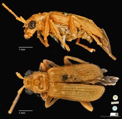 Hoplosaenidea ocellata•&copy; Ang Yuchen•CC BY 4.0