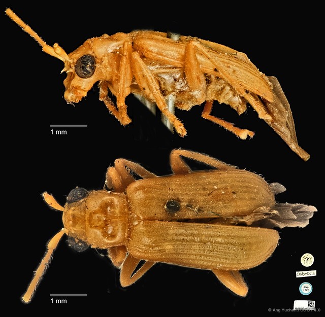 Hoplosaenidea ocellata•&copy; Ang Yuchen•CC BY 4.0