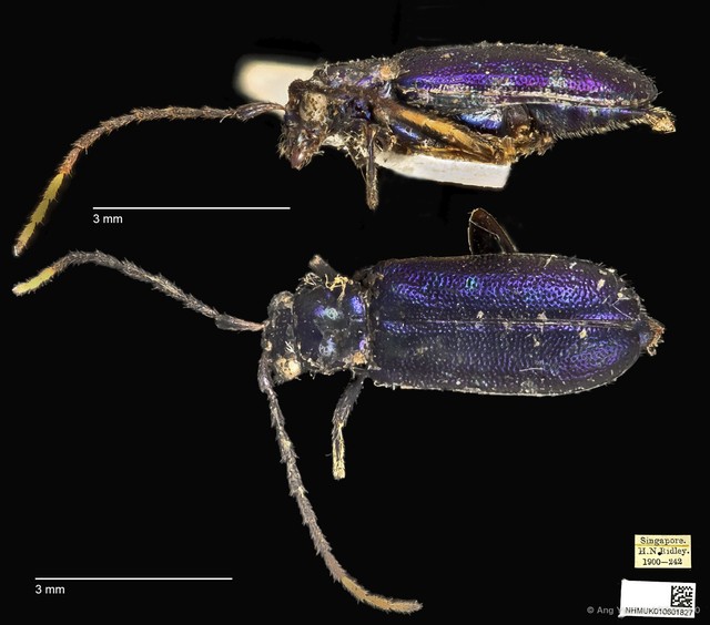 Hoplosaenidea singaporensis•&copy; Ang Yuchen•CC BY 4.0
