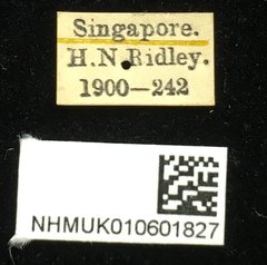Hoplosaenidea singaporensis•All Rights ReservedMuseum Label