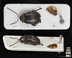 Hyphasis unifasciata•&copy; Ang Yuchen•CC BY 4.0