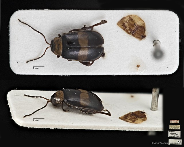 Hyphasis unifasciata•&copy; Ang Yuchen•CC BY 4.0