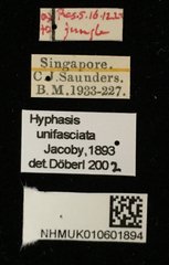 Hyphasis unifasciata•All Rights ReservedMuseum Label