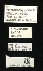 Javeta pachycera•All Rights ReservedMuseum Label