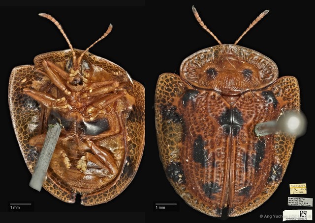 Laccoptera nepalensis•&copy; Ang Yuchen•CC BY 4.0