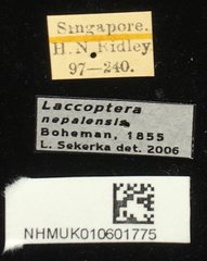 Laccoptera nepalensis•All Rights ReservedMuseum Label