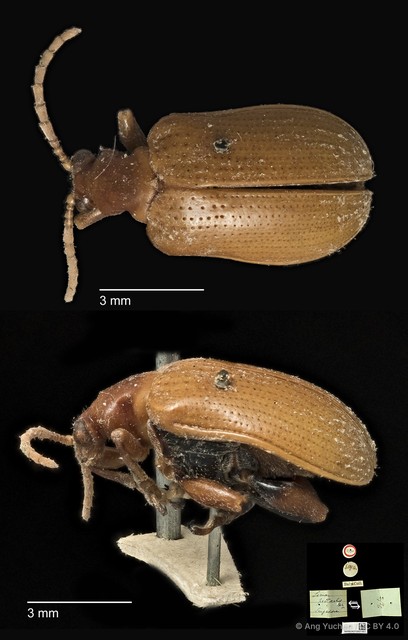 Lema (Petauristes) pectoralis•&copy; Ang Yuchen•CC BY 4.0