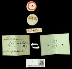 Lema (Petauristes) pectoralis•All Rights ReservedMuseum Label