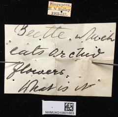 Lema (Petauristes) pectoralis•All Rights ReservedMuseum Label