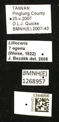 Lilioceris egena•All Rights ReservedMuseum Label