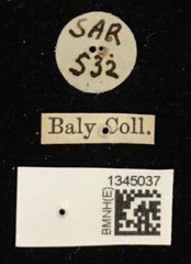 Lilioceris egena•All Rights ReservedMuseum Label