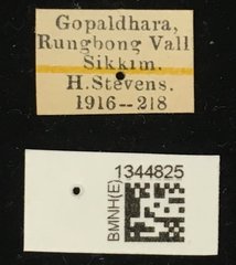 Lilioceris impressa•All Rights ReservedMuseum Label