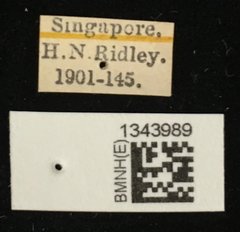 Lilioceris•All Rights ReservedMuseum Label