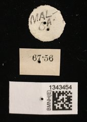 Lilioceris quadripustulata•All Rights ReservedMuseum Label