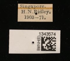 Lilioceris quadripustulata•All Rights ReservedMuseum Label