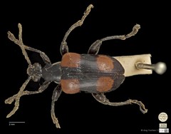 Lilioceris quadripustulata•&copy; Ang Yuchen•CC BY 4.0