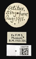 Lilioceris quadripustulata•All Rights ReservedMuseum Label