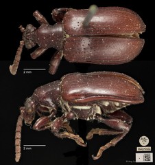Lilioceris semipunctata•&copy; Ang Yuchen•CC BY 4.0