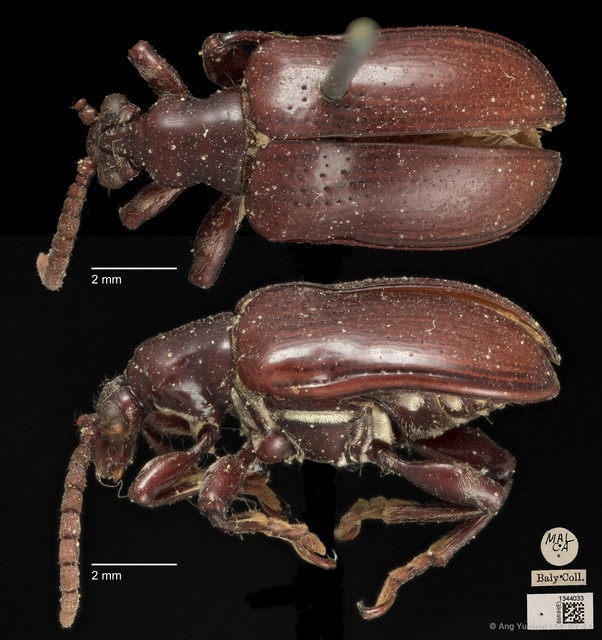 Lilioceris semipunctata•&copy; Ang Yuchen•CC BY 4.0