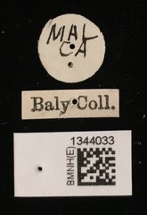 Lilioceris semipunctata•All Rights ReservedMuseum Label