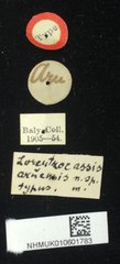 Lorentzocassis aruensis•All Rights ReservedMuseum Label
