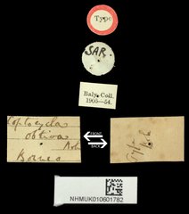Malayocassis hilaris•All Rights ReservedMuseum Label