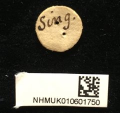 Micrispa sp. "indet."•All Rights ReservedMuseum Label