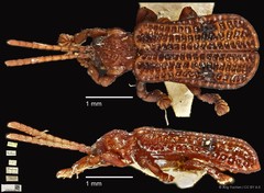Micrispa exigua•&copy; Ang Yuchen•CC BY 4.0