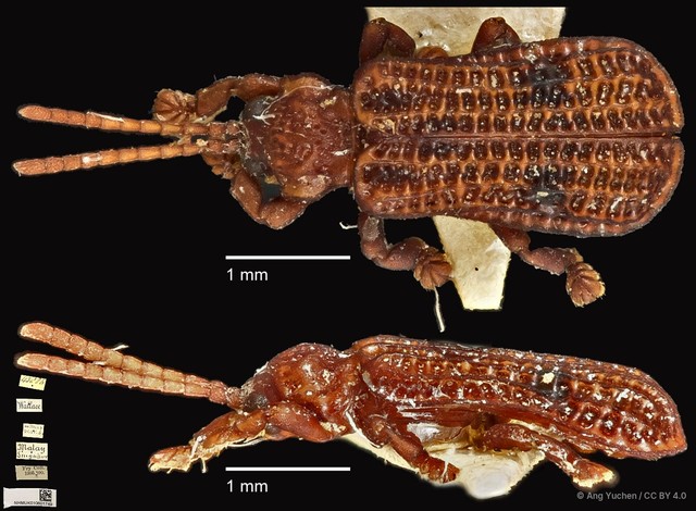 Micrispa exigua•&copy; Ang Yuchen•CC BY 4.0
