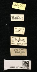 Micrispa exigua•All Rights ReservedMuseum Label