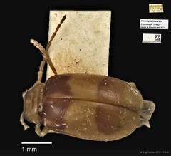 Monolepta bifasciata•&copy; Ang Yuchen•CC BY 4.0