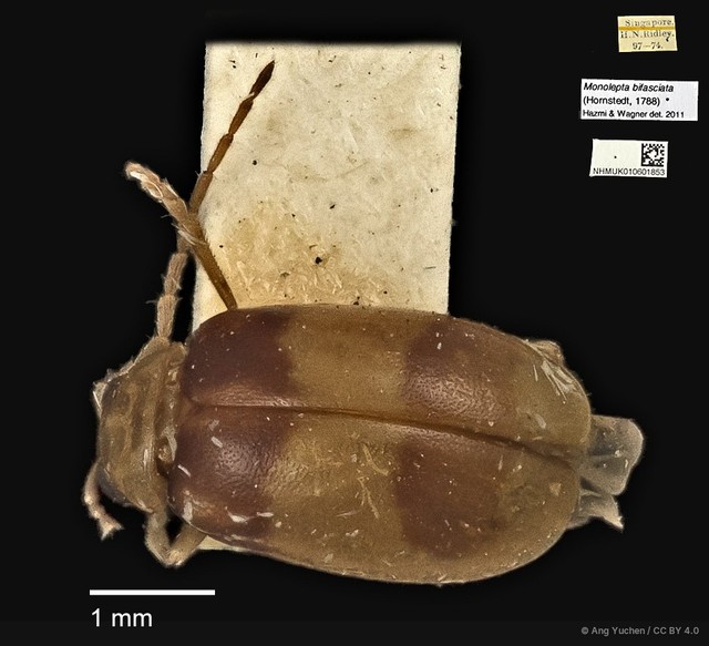 Monolepta bifasciata•&copy; Ang Yuchen•CC BY 4.0