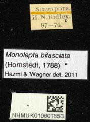 Monolepta bifasciata•All Rights ReservedMuseum Label
