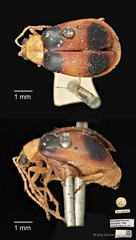 Monolepta bifasciata•&copy; Ang Yuchen•CC BY 4.0