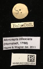 Monolepta bifasciata•All Rights ReservedMuseum Label