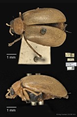 Monolepta jacobyi•&copy; Ang Yuchen•CC BY 4.0
