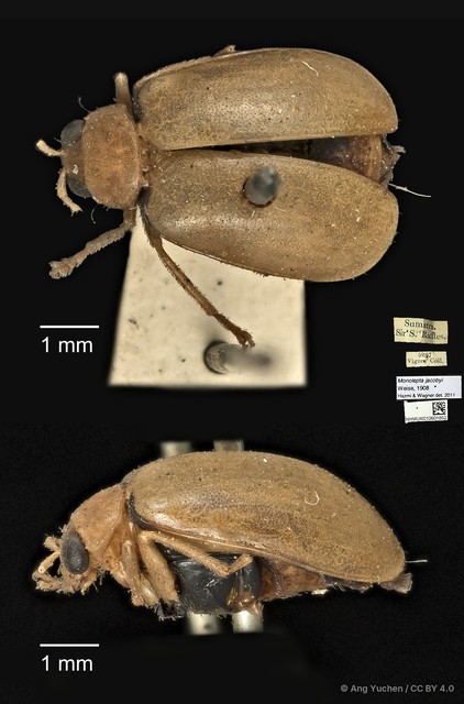 Monolepta jacobyi•&copy; Ang Yuchen•CC BY 4.0