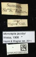 Monolepta jacobyi•All Rights ReservedMuseum Label