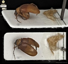 Monolepta mentaweiensis•&copy; Ang Yuchen•CC BY 4.0